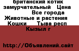 британский котик замурчательный › Цена ­ 12 000 - Все города Животные и растения » Кошки   . Тыва респ.,Кызыл г.